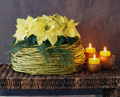 Vita julstjärnor i krans, elegant adventsdekoration på fat med naturmaterial – vit advent-inspiration där julstjärnan står i fokus