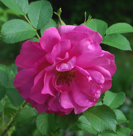 Buskrosen 'Wild Edric' – David Austin rugosahybrid – med rikligt rosa, doftande blommor; lång blomning juni–höst, frisk och härdig zon 5–6. Nominerad av Rosens Dag till Årets Ros i Sverige.