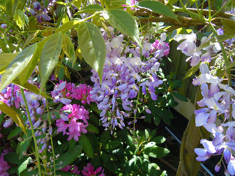 Kinesiskt blåregn (Wisteria sinensis) med lila, doftande blomklasar som slingrar åt höger på spaljé; trivs i solig, väldränerad jord och beskärs för rik blomning, härdigt till zon 2.