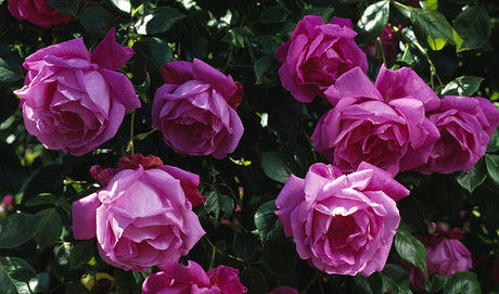 Wrams Gunnarstorp – Årets Ros 2013: frisk hitteros från Skåne med skålformade rosa blommor med lila ton och god doft; riklig blomning; busk- och klätterros härdig till zon 4.