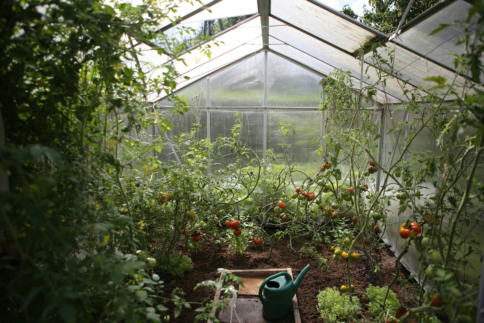 Tomatodling på liten yta: körsbärstomater, biff- och pastatomater i kruka, ampel och växthus – sådd, avhärdning, utplantering, jämn vattning, gödsling med tomatnäring, tjyva högväxande och skörda för att frysa in till tomatsås/ketchup.