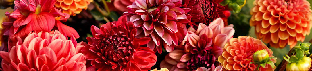 Dahlia