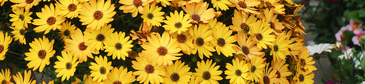 Sommarblommor i Kruka