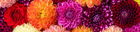 Sommardahlia
