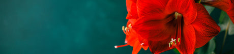 Amaryllis