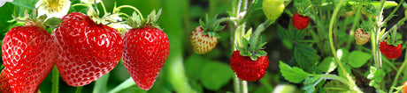 Bärbuskar & bärplantor