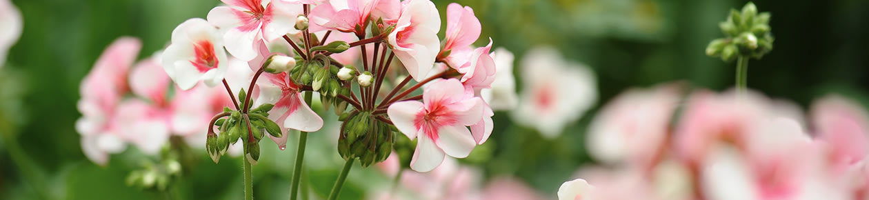 Pelargonsticklingar 3/frp