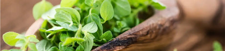 Pak Choi
