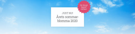 Årets Sommarblomma 2020