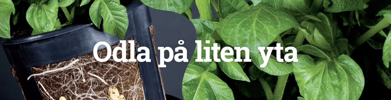 Frukt & Bär