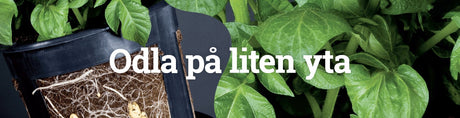 Frukt & Bär