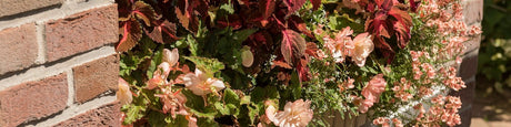 Begonia