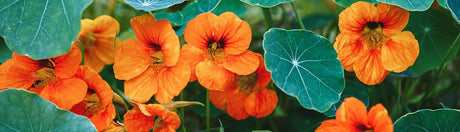 Blomsterkrasse