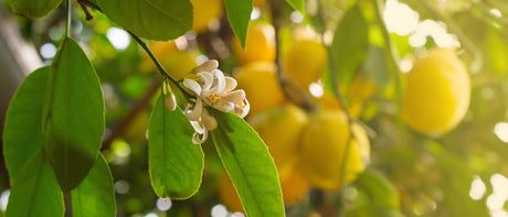Citrusväxter