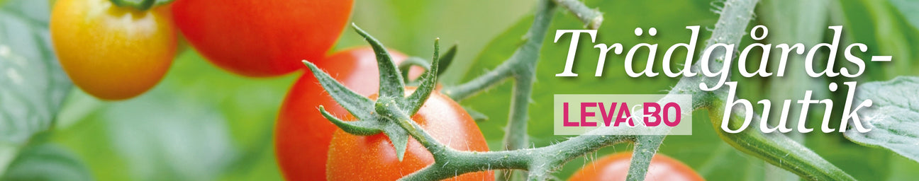 Paprika