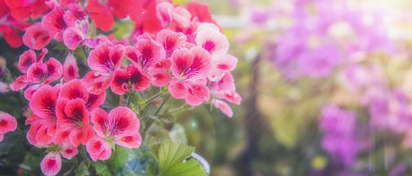 Odlas Egna Pelargoner