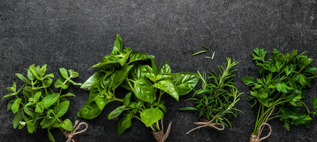 Oregano