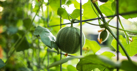 Melon