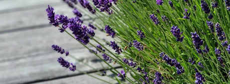 Lavendel
