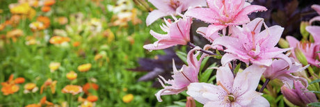 Lök- & Knölväxter till Snittblomma & Bukett