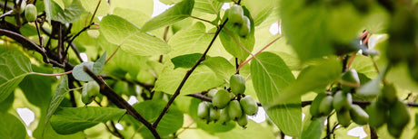 Kiwi & Minikiwi