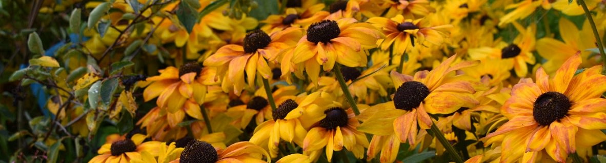 Rudbeckia & Solhatt