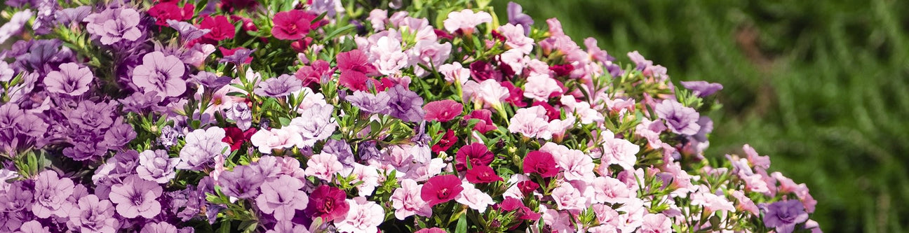 Årets Sommarblomma