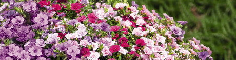 Årets Sommarblomma