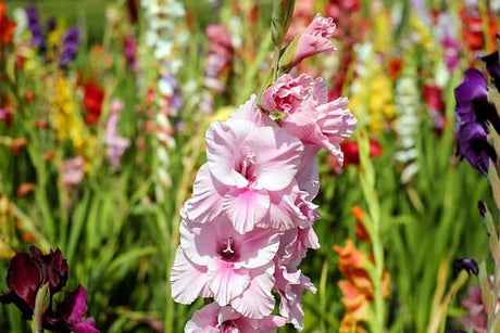 Gladiolous
