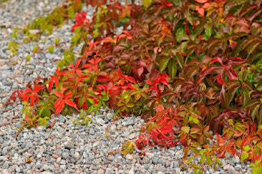 Klättervildvin,_Parthenocissus quinquefolia_, som marktäckare.  Foto: Lars Forslin
