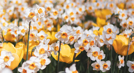 Påskliljor (Narcisser)