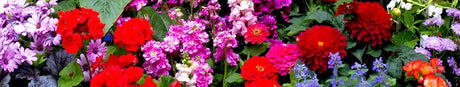 Aster