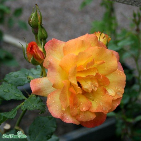 Modern buskros 'Sahara' 10-pack barrot