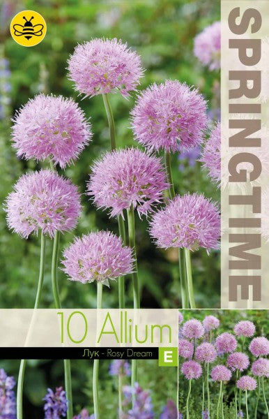 Allium, Klotlök 'Rosy Dream' 10st