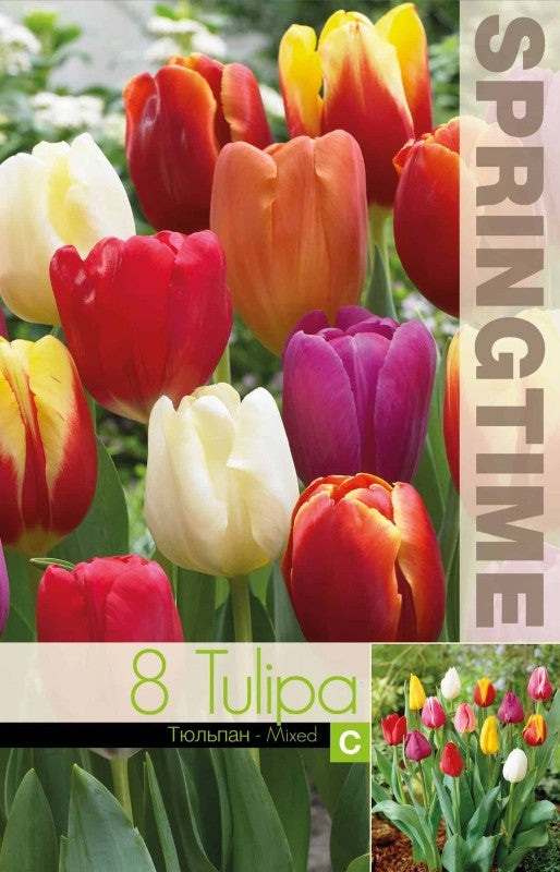 Triumphtulpan Mix 8st