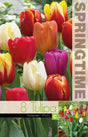 Triumphtulpan Mix 8st