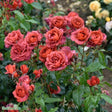 Floribundaros 'Hot Chocolate' 10-pack barrot