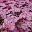 Alunrot 'Wild Rose' 12cm kruka