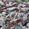 Alunrot 'Sugar Frosting' 12cm kruka