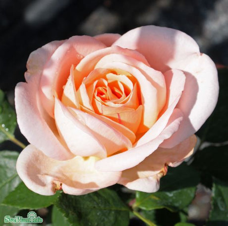 Modern buskros 'Clair Renaissance' 1-pack barrot