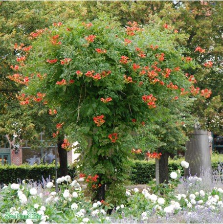 Trumpetranka co 1-pack