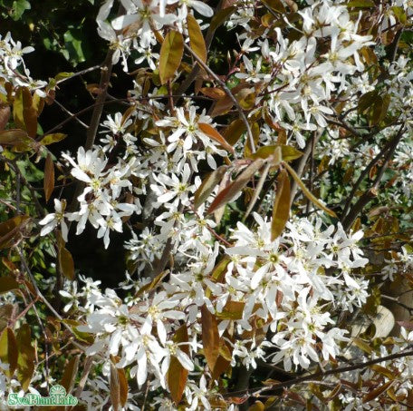 Prakthäggmispel 1-pack i kruka