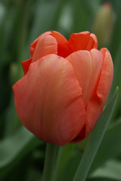 Darwinhybridtulpan 'Apricot impr.' 5st