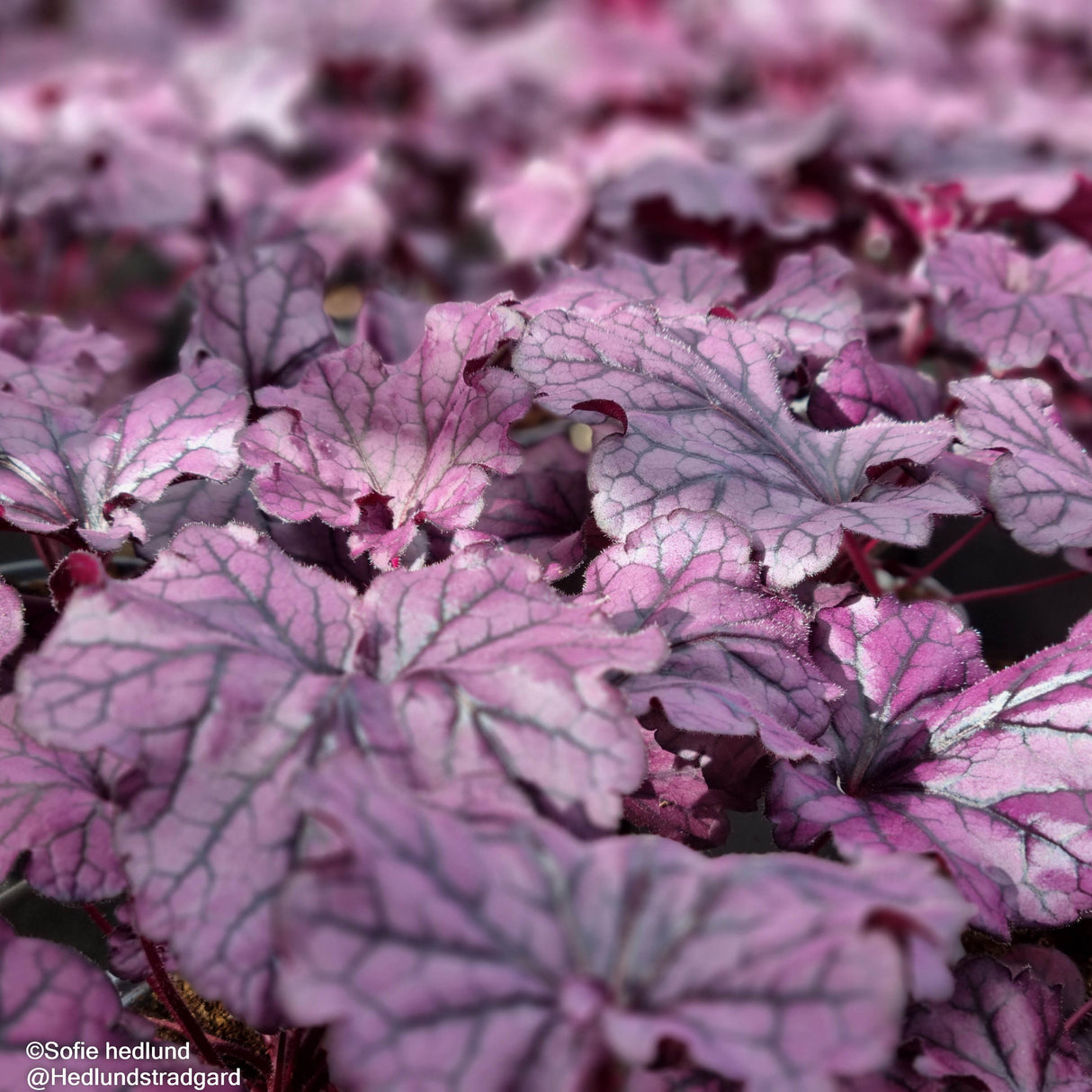Alunrot 'Forever Purple' 12cm kruka
