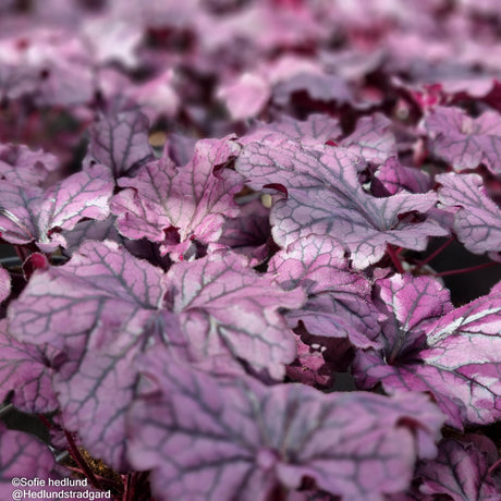 Alunrot 'Forever Purple' 12cm kruka