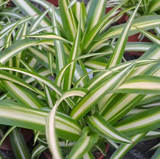Ampellilja 'Variegatum' 12cm kruka