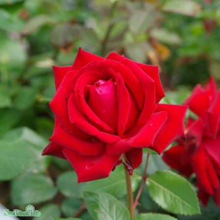 Tehybridros 'Ingrid Bergman' 1-pack barrotad