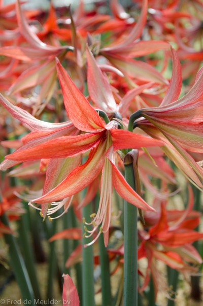 Amaryllis 'Sumatra' 1st