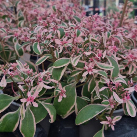 Kärleksört 'SUNSPARKLER Dream Dazzler' 12cm kruka