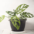 Monstera Adansonii 'Monkey Leaf' 12cm kruka